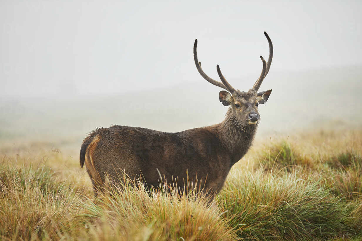 portrait of axis deer horton plains national park nuwara eliya sri lanka CVF01349